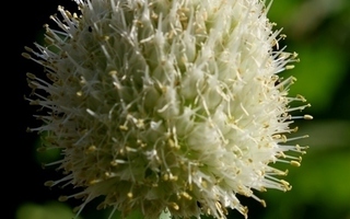 Pillisipuli (Allium fistulosum), siemeniä 100 kpl