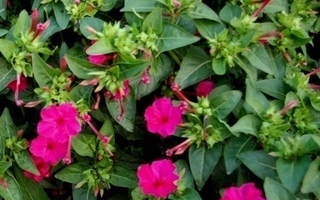 Mökinihmekukka (Mirabilis jalapa), siemeniä 15 kpl