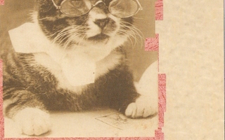 Kissalla silmälasit, tosi on: Vanhuus ei tule yksin
