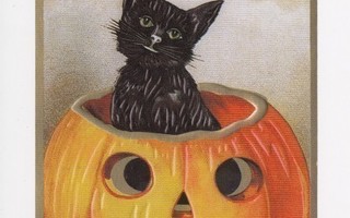 Halloween musta kissa istuu kurpitsan sisällä