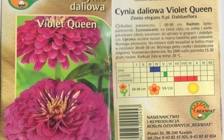 Tsinnia "Violet Queen" siemenet