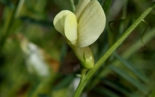 Kalvasvirna (Vicia hybrida), siemeniä 15 kpl