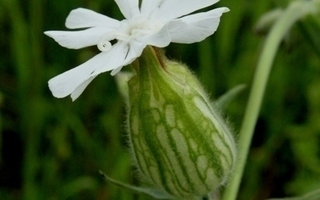 Valkoailakki (Silene latifolia), siemeniä 100kpl