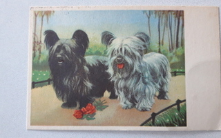 Koira kortti, Paperivälitys O.Y. - sarja IV SO/10,  50 luku