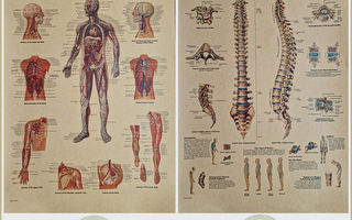 5 kpl erilaisia upeita anatomia julisteita/kuvia  4-5e/kpl