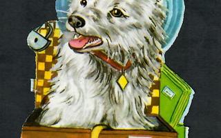 ALE - PZB 1393 - Suloinen koira istuu matkalaukussa