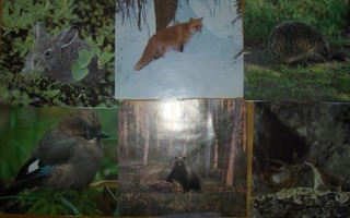 Suomalaisia metsän eläimiä kuvasarja värikuvia