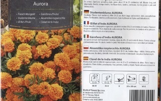 Ryhmäsamettikukka "Aurora" Oranssi  - siemenet