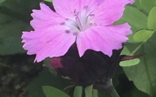 Metsäneilikka (Dianthus sylvestris), siemeniä 50 kpl
