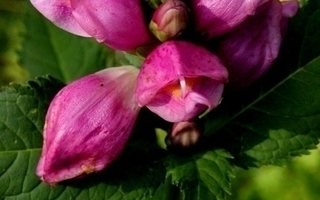 Lilakonnanyrtti (Chelone obliqua), siemeniä 50 kpl
