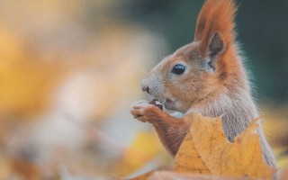 Orava, syksyn lehti