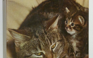 John Montgomery : The world of Cats