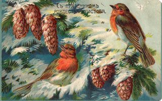 Vanha joulukortti-linnut ja kävyt, koho