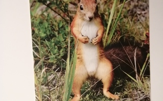 Orava kortti
