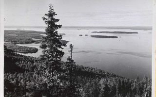 KOLI YLÄKOLI -leimalla kulkenut kortti Lappeenrantaan 1956