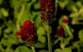 Veriapila (Trifolium incarnatum), siemeniä 50 kpl