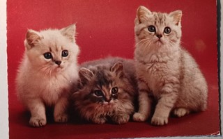 Kolme kissanpentua, väripk, p. 1983