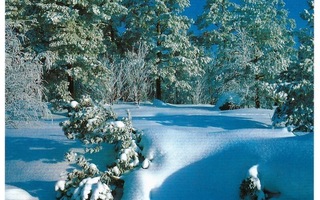 °°KAUNIS TALVIMETSÄ°° -KORTTI /(UUSI)