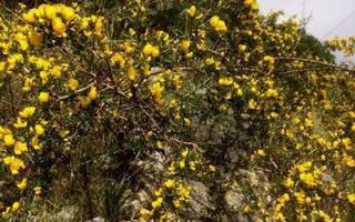Karvapiikkivihma (Calicotome villosa), siemeniä 20 kpl