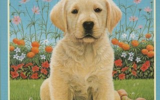 Lucy Daniels: Labrador on the Lawn