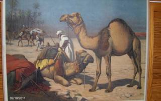 Opetustaulu: Dromedaari (yksikyttyräinen kameli)Koko 66x88cm