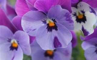 Tarhaorvokki (Viola Wittrockiana-Ryhmä), siemeniä 50 kpl