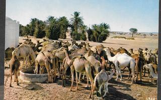 Länsi-Sahara (Espanjan Sahara) - kamelit juomassa