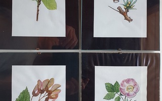 Neljä seinätaulua - kukat - kuvat vaihdettavissa