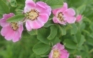Metsäruusu (Rosa majalis), siemeniä 40 kpl