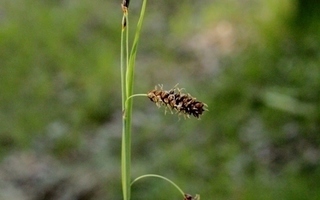 Vahasara (Carex flacca), siemeniä 50 kpl