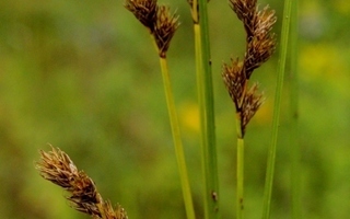 Jänönsara (Carex ovalis), siemeniä 50 kpl