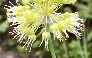 Siperianlaukka (Allium obliquum), siemeniä 20 kpl