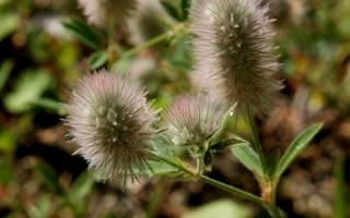 Jänönapila (Trifolium arvense), siemeniä 50 kpl