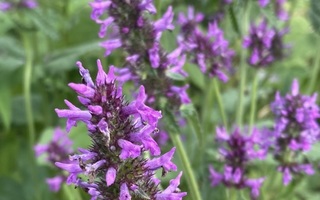 Rohtopähkämö (Stachys officinalis), siemeniä 100 kpl