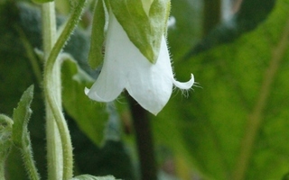 Balkaninkellokki (Campanula hofmannii), siemeniä 100 kpl