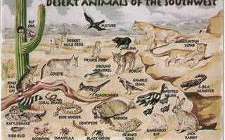 kortti Eksoottinen eläin - erilaisia taidekortteja