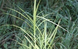 Palmusara (Carex muskingumensis), siemeniä 100 kpl