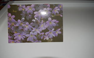 postikortti (A) kukka kukkia
