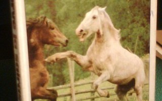 Sevelius ym: Terve ja sairas hevonen (1p.1980) Sis.postikulu