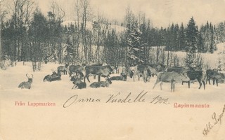 LAPINMAASTA - Carte Postale 1902
