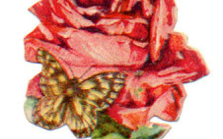 WANHA / Syvän punainen ruusu ja perhonen. 1900-l.