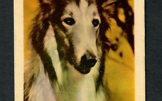 Keräilykuva - Lassie A 119