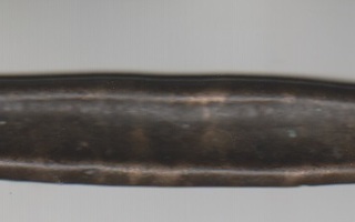 Veneraha Indonesiasta vanha 11.9 cm, Rare