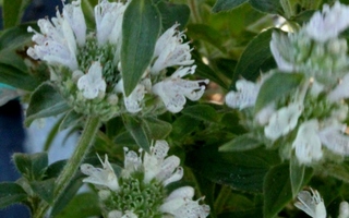 Huiskuvuoriminttu (Pycnanthemum pilosum), siemeniä 100 kpl