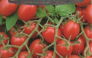 Tomaatti siemenet - Raspberry Red Hood