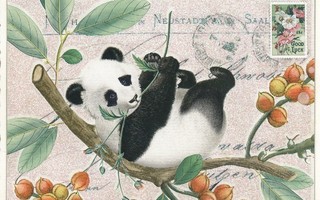 Panda (Tausendschön-kortti)