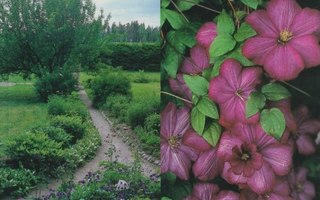 Pentti Alanko: Suomalainen piha ja puutarha