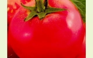 Tomaatti siemenet - Adam F1