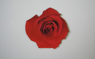 Paper House magneetti punainen ruusu (1)