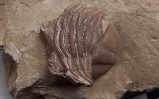 Fossiili: Trilobiitti Asaphus sp.